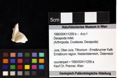 Foto (Objket + Etiketten) von Decapoda indet. 